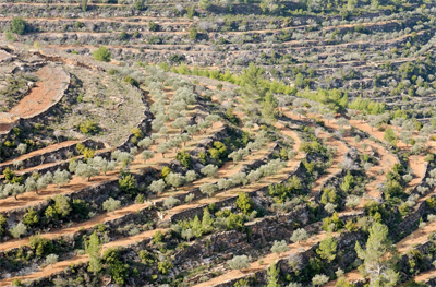 The steep valleys of the Israel’s central hill country necessitate terracing for fruitful cultivation.